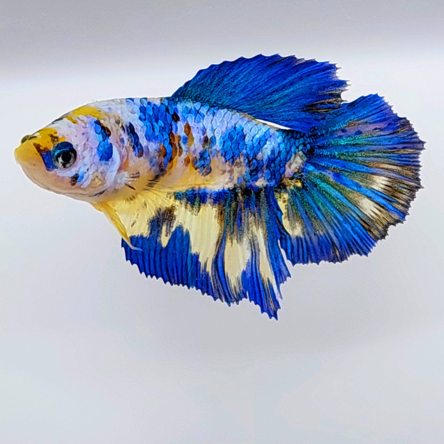 Blue Yellow Koi Galaxy Halfmoon Female For Sorority Tank/Breed