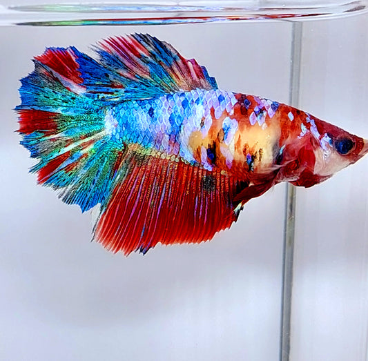 Multicolor Koi Galaxy Halfmoon hembra para hermandad de mujeres tanque/raza