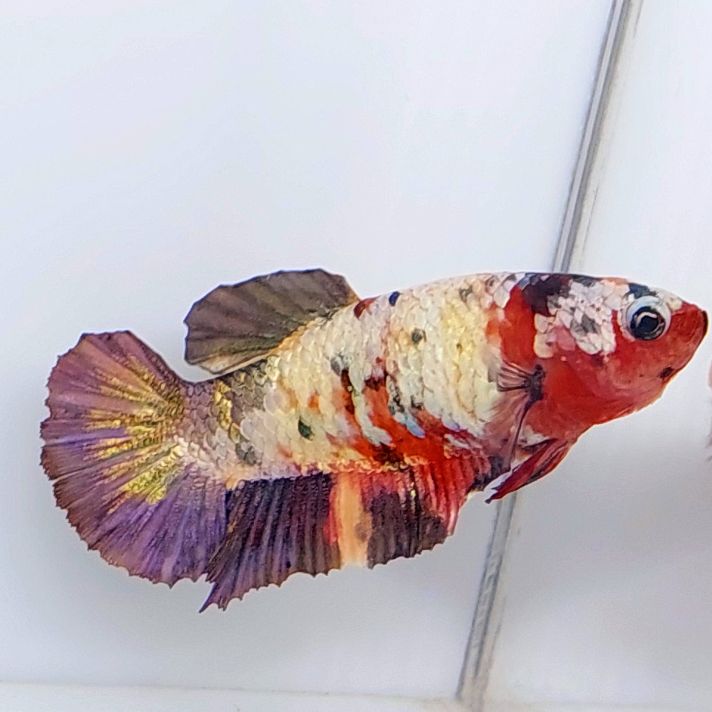 Multicolor Copper Candy HMPK Female For Sorority Tank/Breed