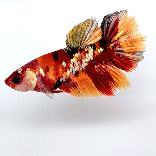 Koi Copper Gold Galaxy Halfmoon hembra para hermandad de mujeres tanque/raza