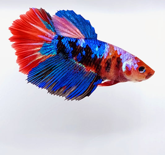 Multicolor Koi Galaxy Halfmoon hembra para hermandad de mujeres tanque/raza