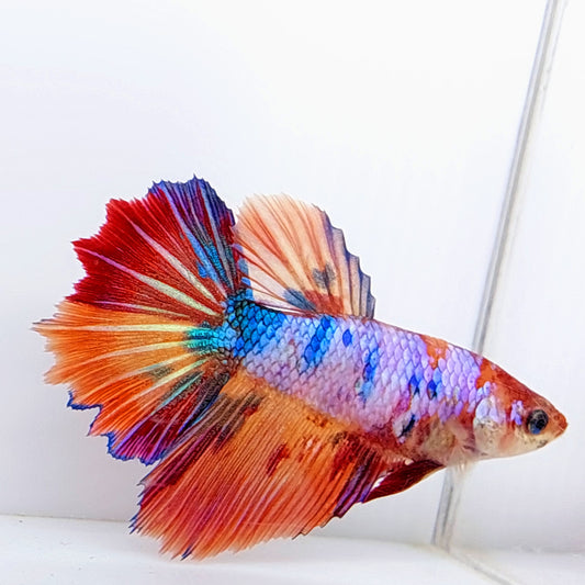 Multicolor Halfmoon Female For Sorority Tank/Breed