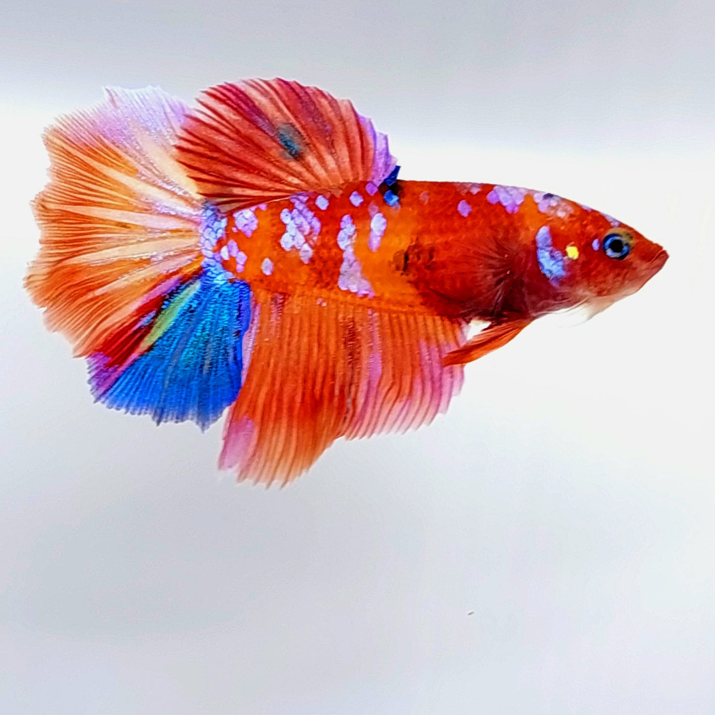 Multicolor Pink Galaxy Halfmoon Female For Sorority Tank/Breed