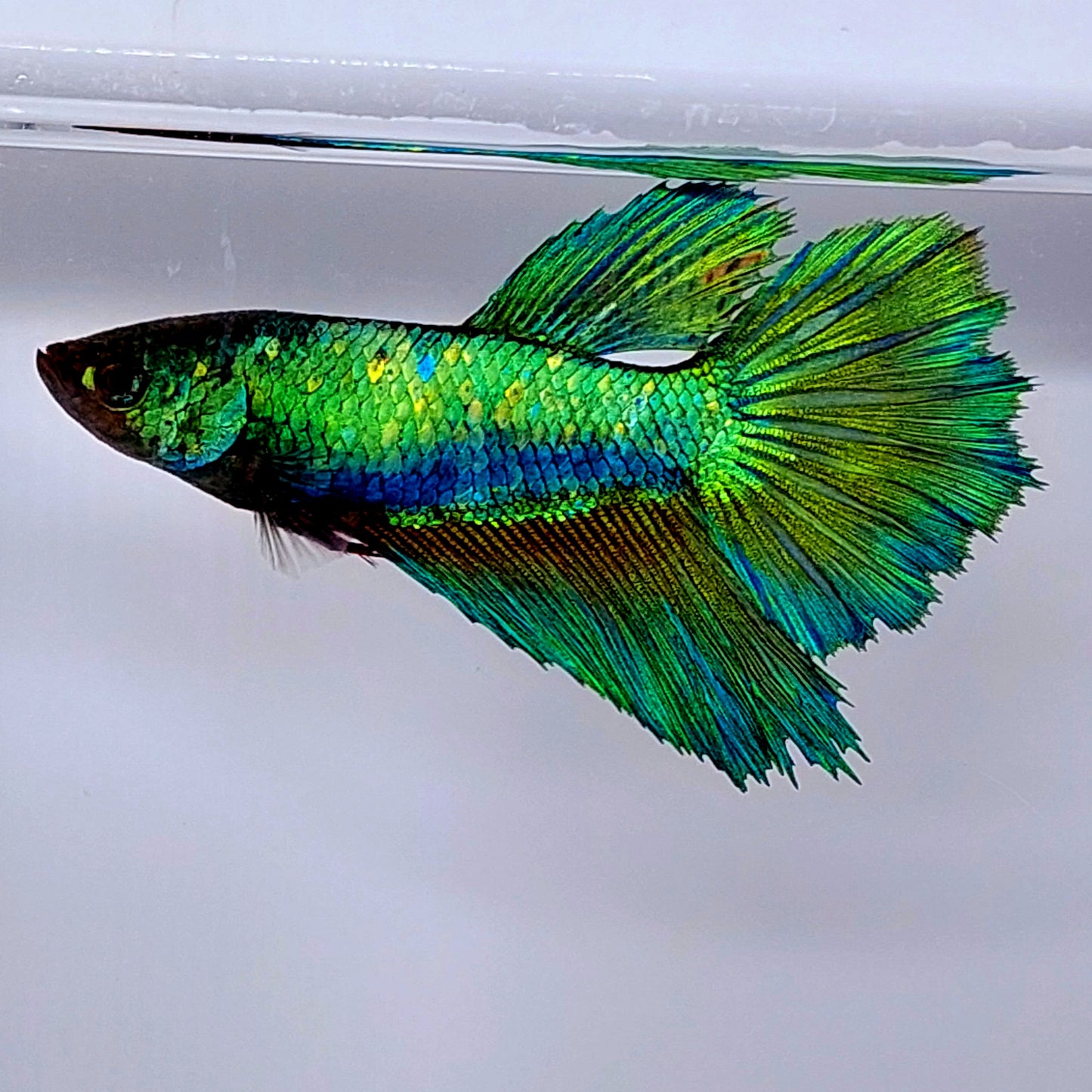 Super Green Halfmoon Female For Sorority Tank/Breed