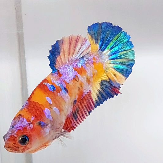 Multicolor Yellowbase Galaxy HMPK Female For Sorority Tank/Breed