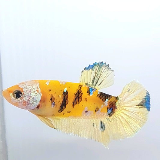 Yellow Gold Tiger Galaxy HMPK Female For Sorority Tank/Breed