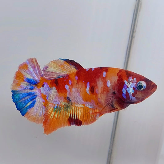 Multicolor Galaxy HMPK Female For Sorority Tank/Breed