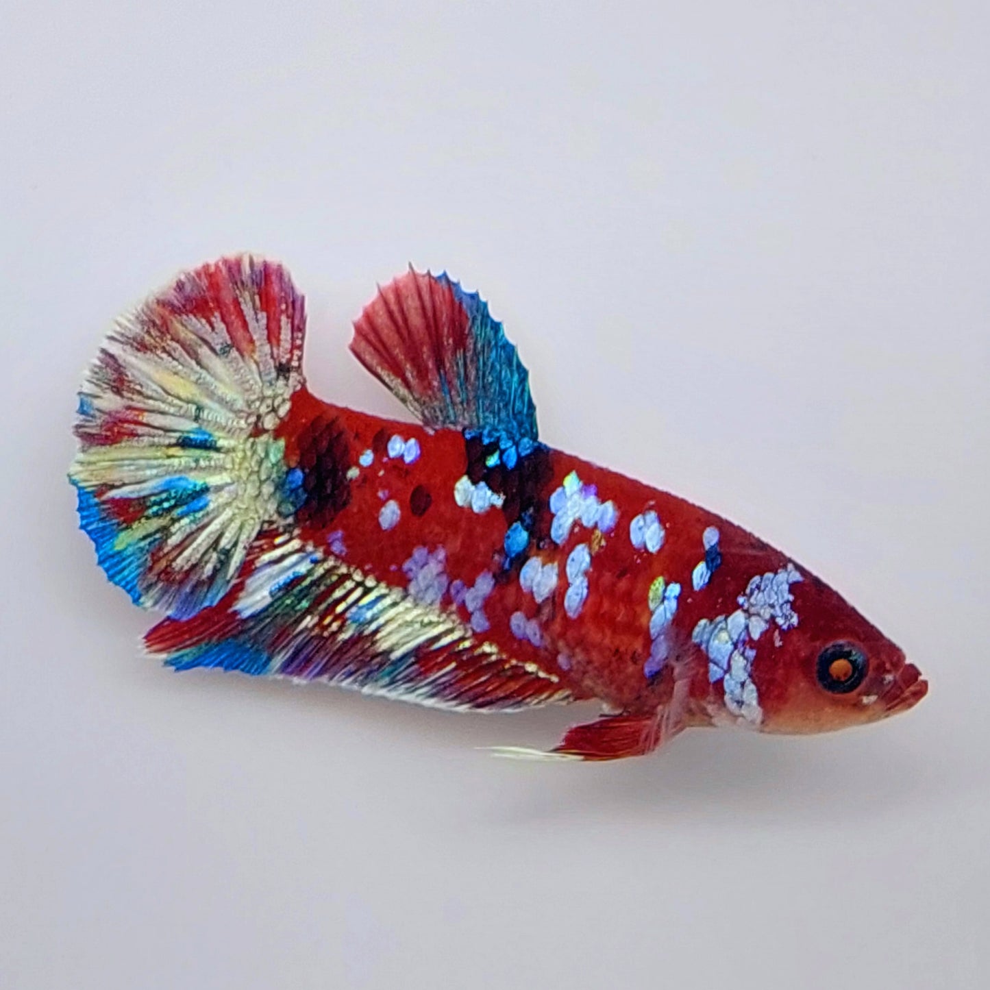 Multicolor Red Galaxy HMPK Female For Sorority Tank/Breed