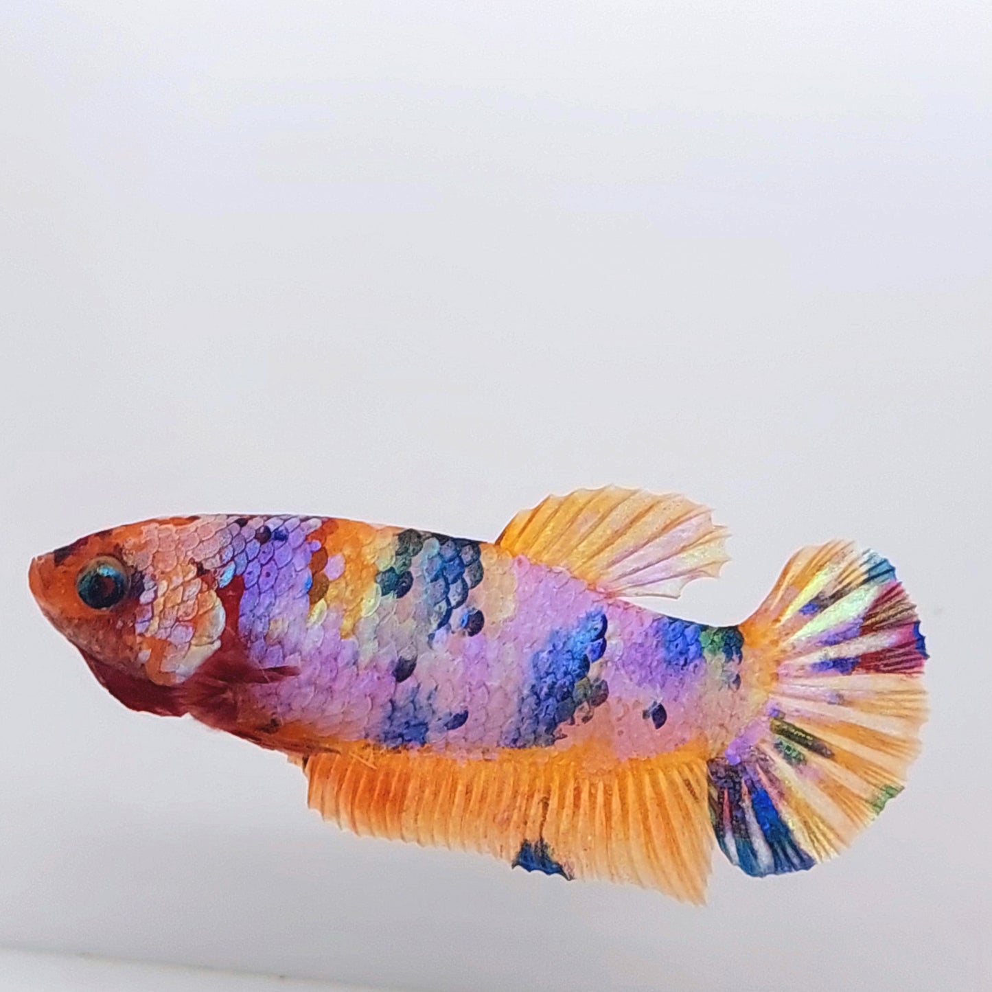 Multicolor Pink Gold Galaxy HMPK Female For Sorority Tank/Breed