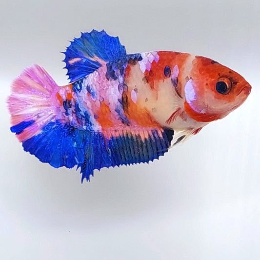 Multicolor Koi Pink Galaxy HMPK Female For Sorority Tank/Breed