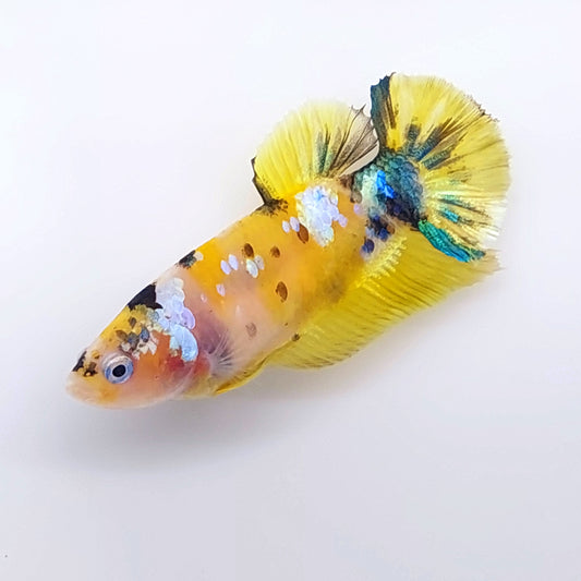 Yellow Gold Koi Galaxy HMPK Female For Sorority Tank/Breed