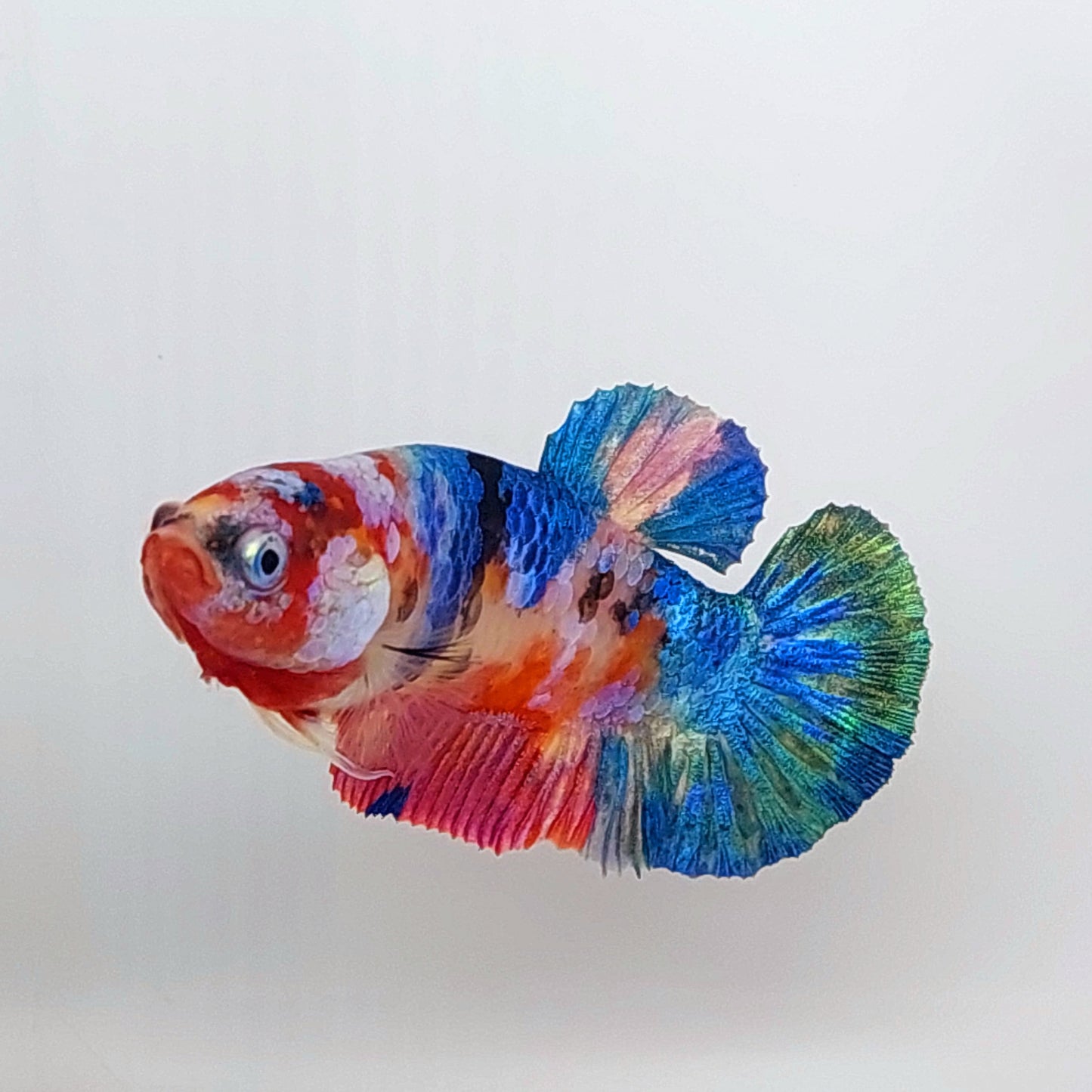 Multicolor Galaxy HMPK Female For Sorority Tank/Breed