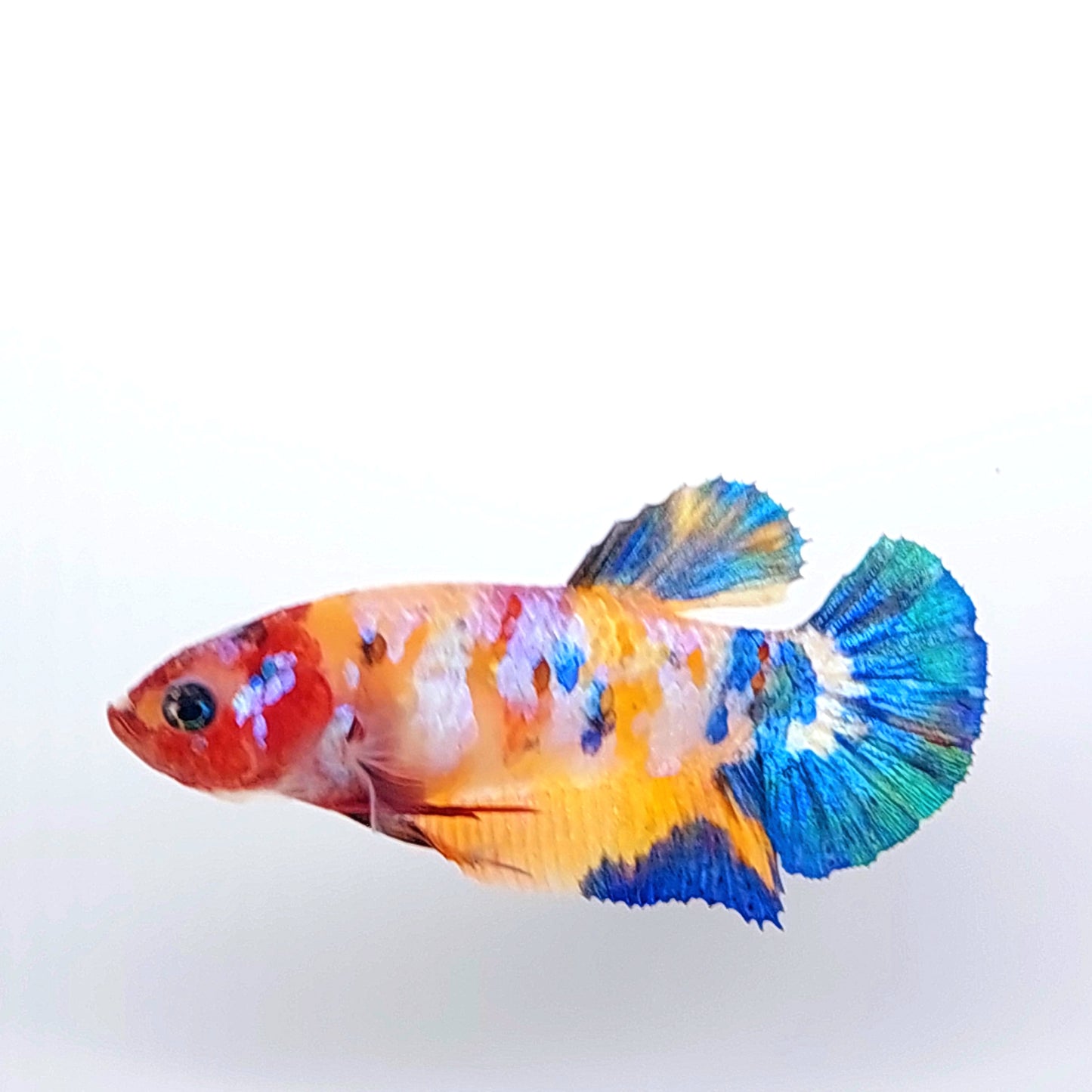 Multicolor Yellowbase Galaxy HMPK Female For Sorority Tank/Breed