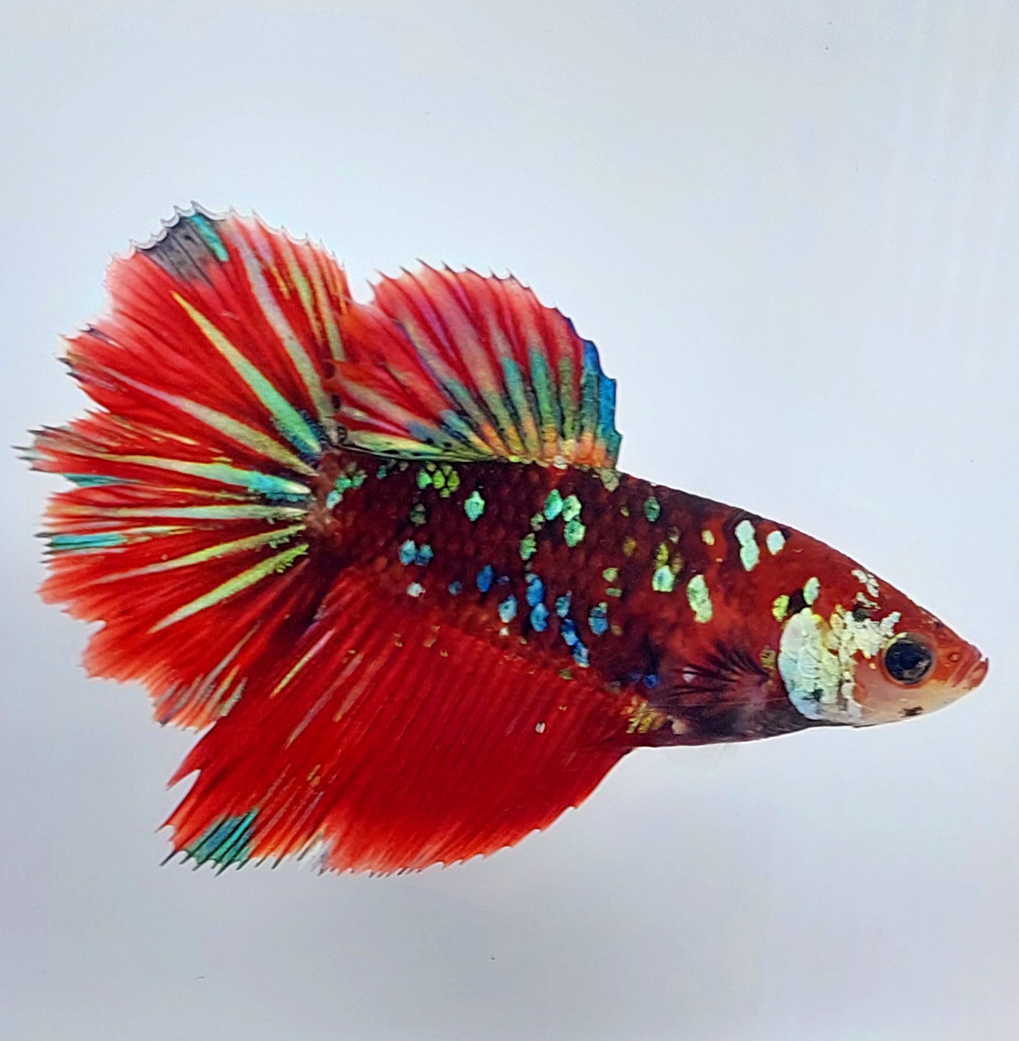 Red Koi Galaxy Halfmoon hembra para hermandad de mujeres tanque/raza