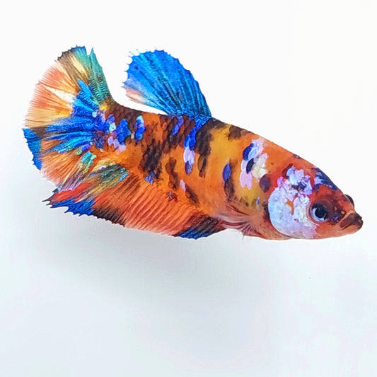 Multicolor Galaxy HMPK Female For Sorority Tank/Breed