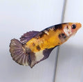 Yellow Copper Purple Koi Galaxy HMPK Female For Sorority Tank/Breed