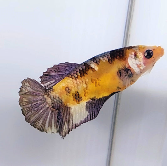 Yellow Copper Purple Koi Galaxy HMPK Female For Sorority Tank/Breed