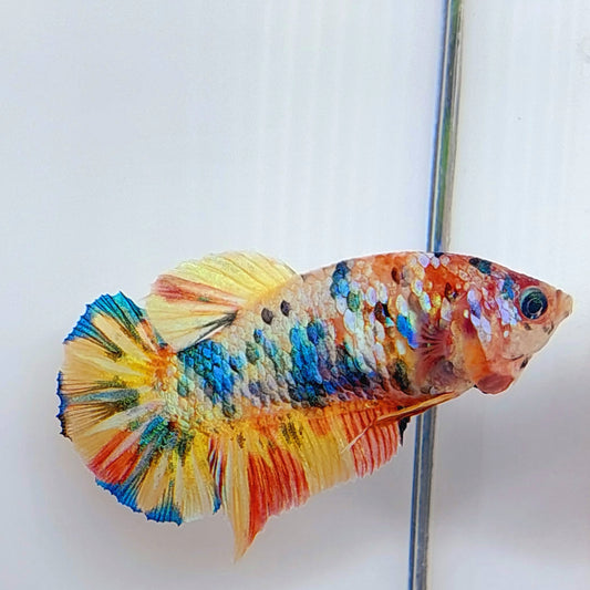 Multicolor Gold Galaxy HMPK Female For Sorority Tank/Breed