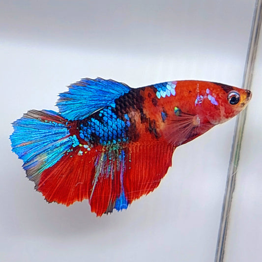 Red Koi Galaxy Halfmoon Female For Sorority Tank/Breed