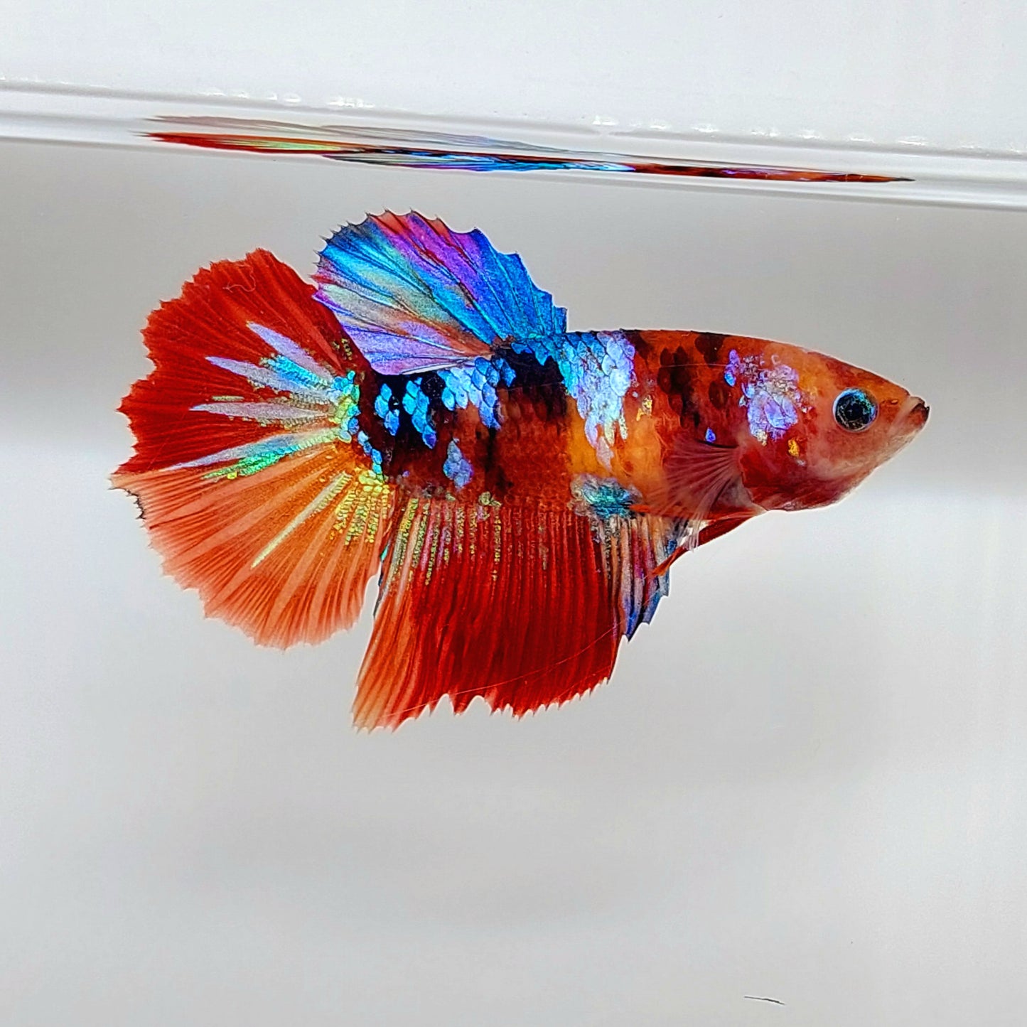 Multicolor Candy Galaxy Halfmoon Female For Sorority Tank/Breed