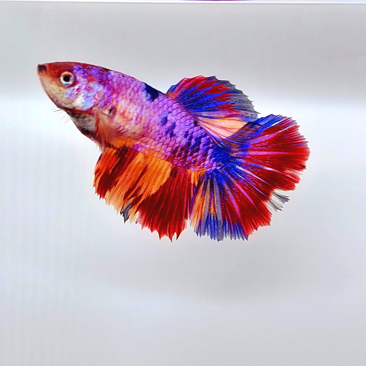 Multicolor Purple Pink Candy Halfmoon Female For Sorority Tank/Breed