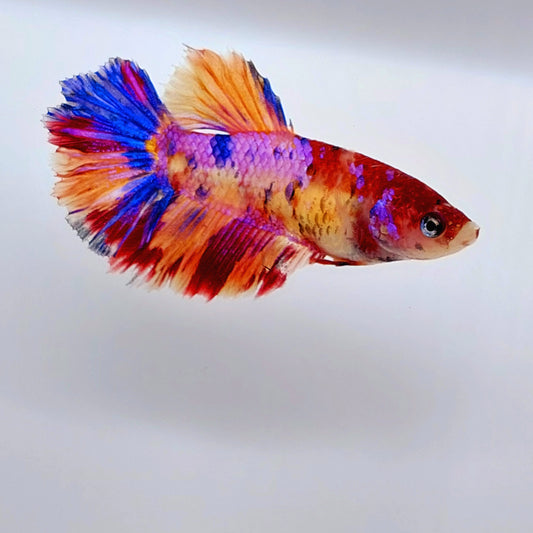 Multicolor Purple Pink Candy Halfmoon Female For Sorority Tank/Breed