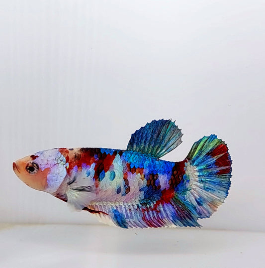 Multicolor Galaxy HMPK Female For Sorority Tank/Breed