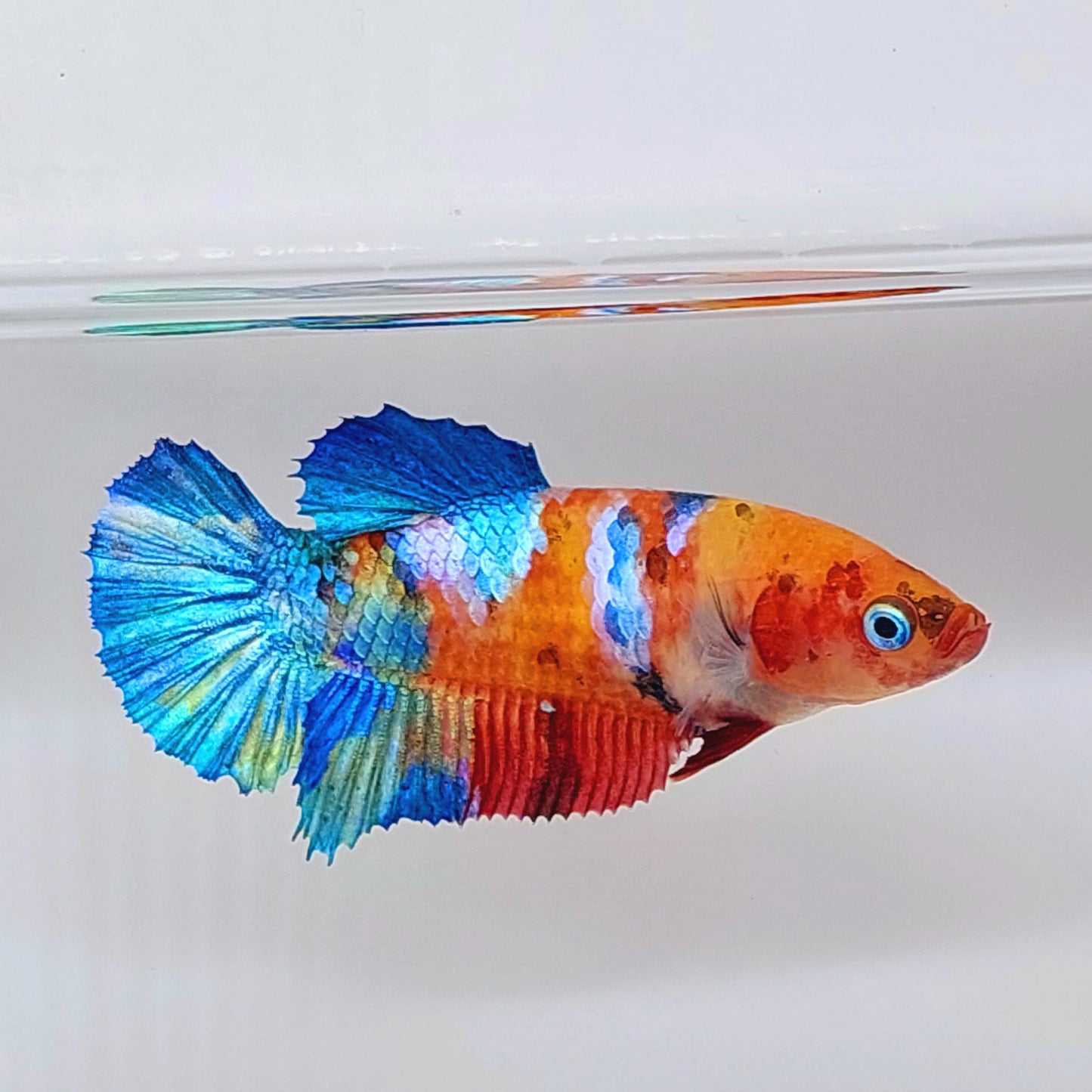 Multicolor Galaxy HMPK Female For Sorority Tank/Breed