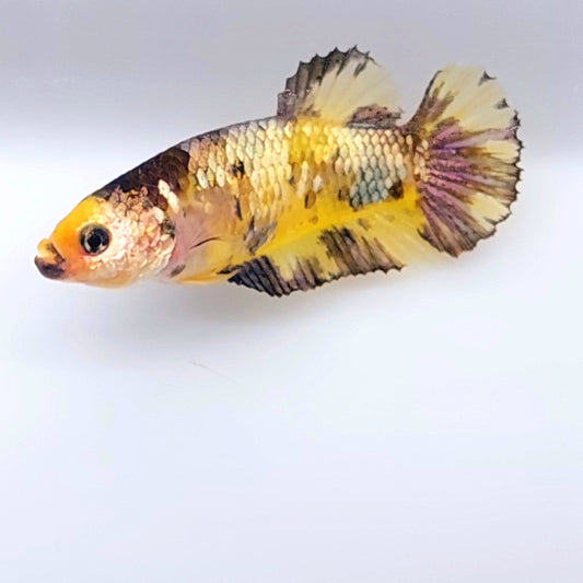 Amarillo Koi cobre oro HMPK hembra para hermandad tanque/raza