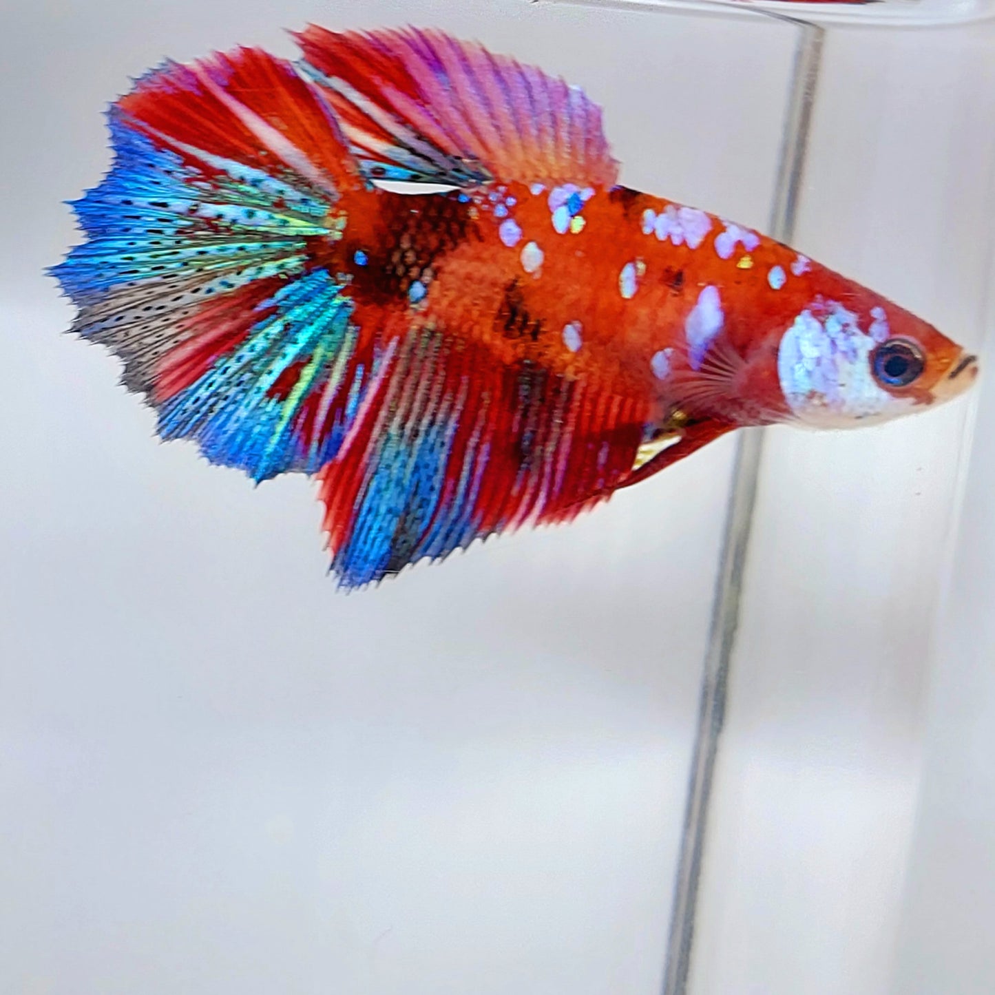 Multicolor Koi Galaxy Halfmoon Female For Sorority Tank/Breed