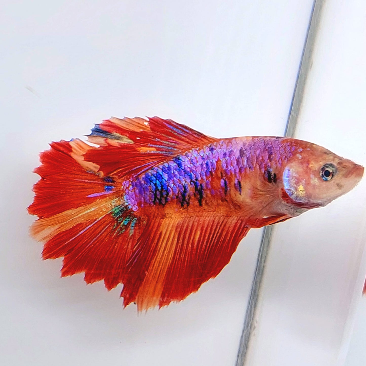 Multicolor Purple Pink Candy Halfmoon Female For Sorority Tank/Breed