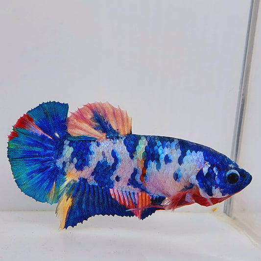 Multicolor Blue Panda HMPK Female For Sorority Tank/Breed