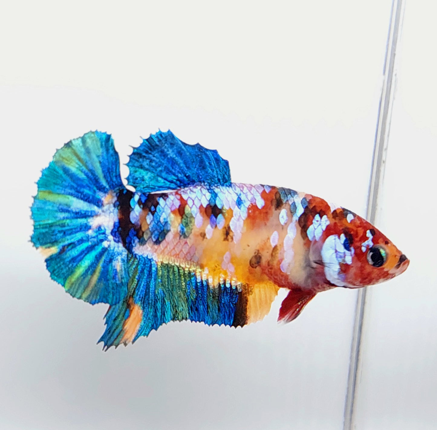 Multicolor Galaxy HMPK Female For Sorority Tank/Breed