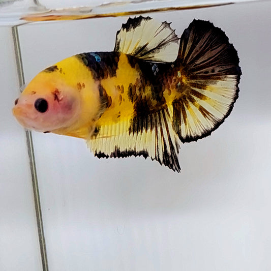 Yellow Black Marsupilami HMPK Female For Sorority Tank/Breed