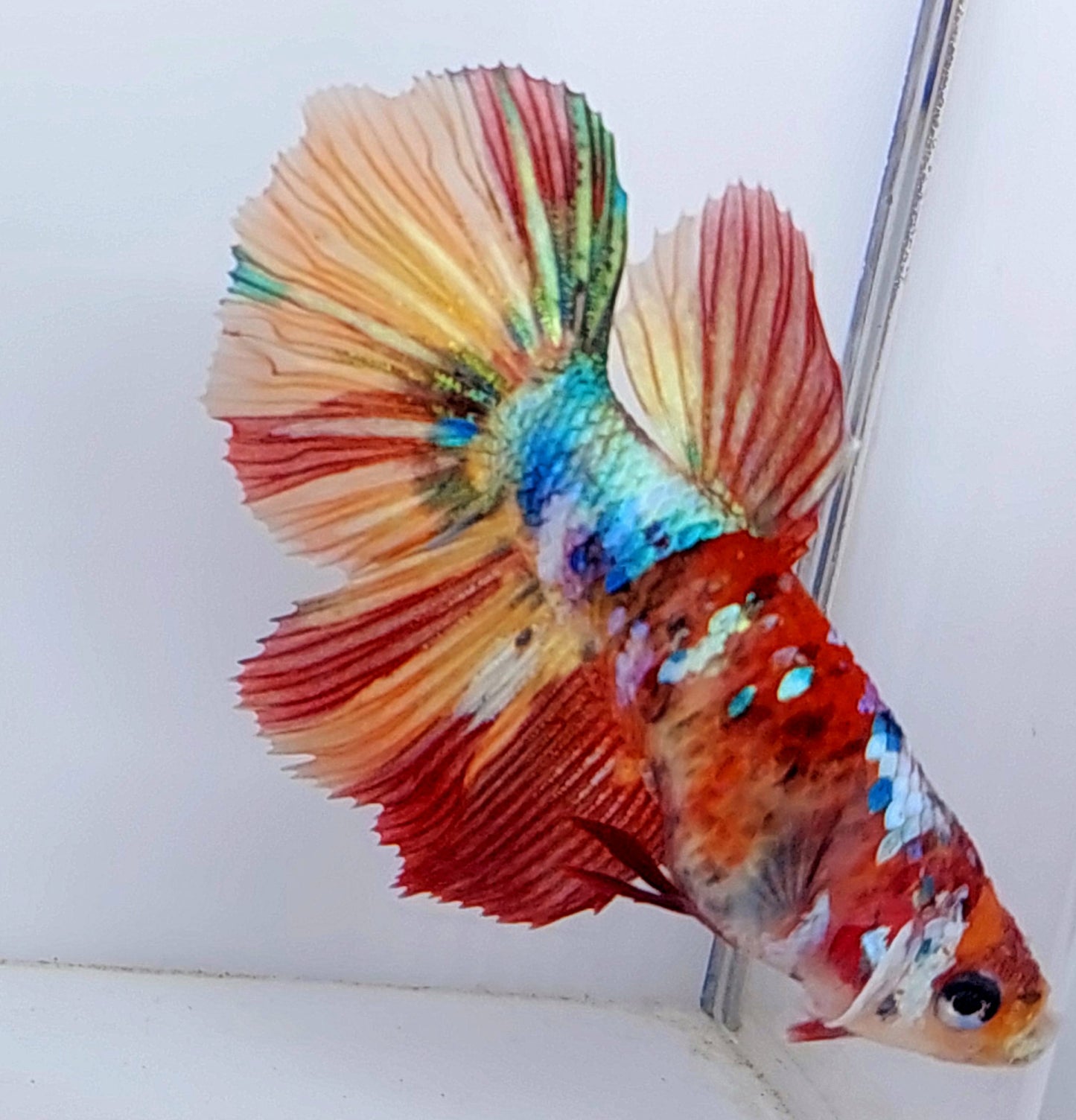 Multicolor Galaxy Halfmoon Female For Sorority Tank/Breed