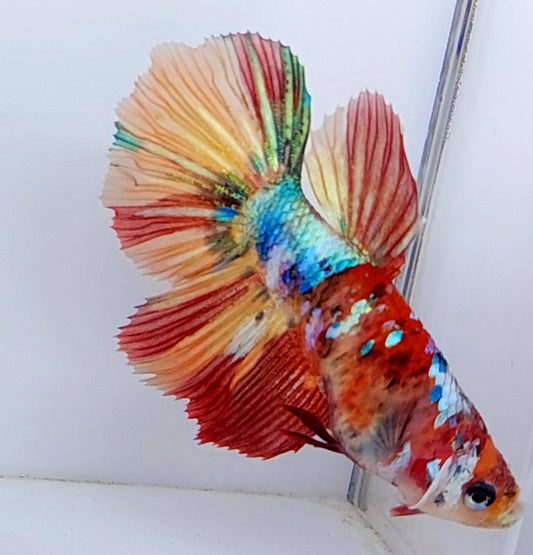 Multicolor Galaxy Halfmoon Female For Sorority Tank/Breed