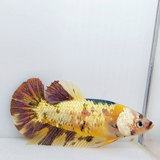 Oro amarillo cobre Koi Galaxy HMPK hembra para hermandad de mujeres tanque/raza