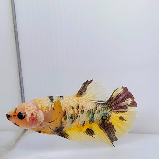 Oro amarillo cobre Koi Galaxy HMPK hembra para hermandad de mujeres tanque/raza