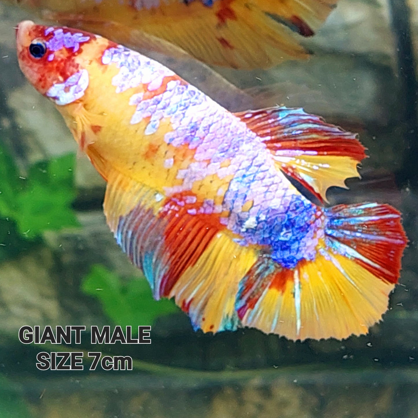 イエローベース マルチカラー Galaxy GIANT HMPK 男性