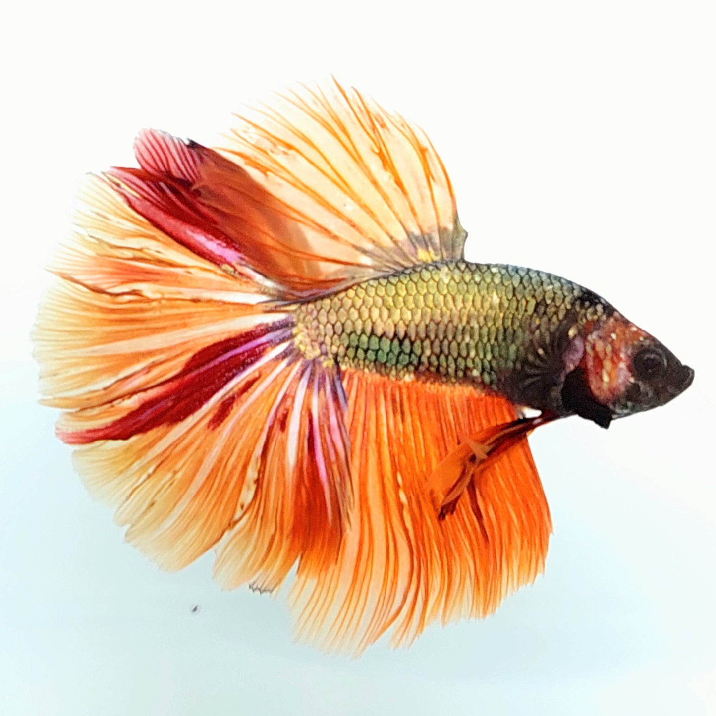 Copper Green Gold Candy Halfmoon Male