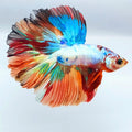 Multicolor Candy Rosetail Halfmoon Male