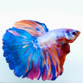 Multicolor Halfmoon Male