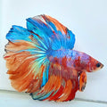 Multicolor Galaxy Rosetail Halfmoon Male