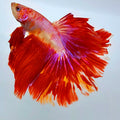 Koi Pink Halfmoon Male