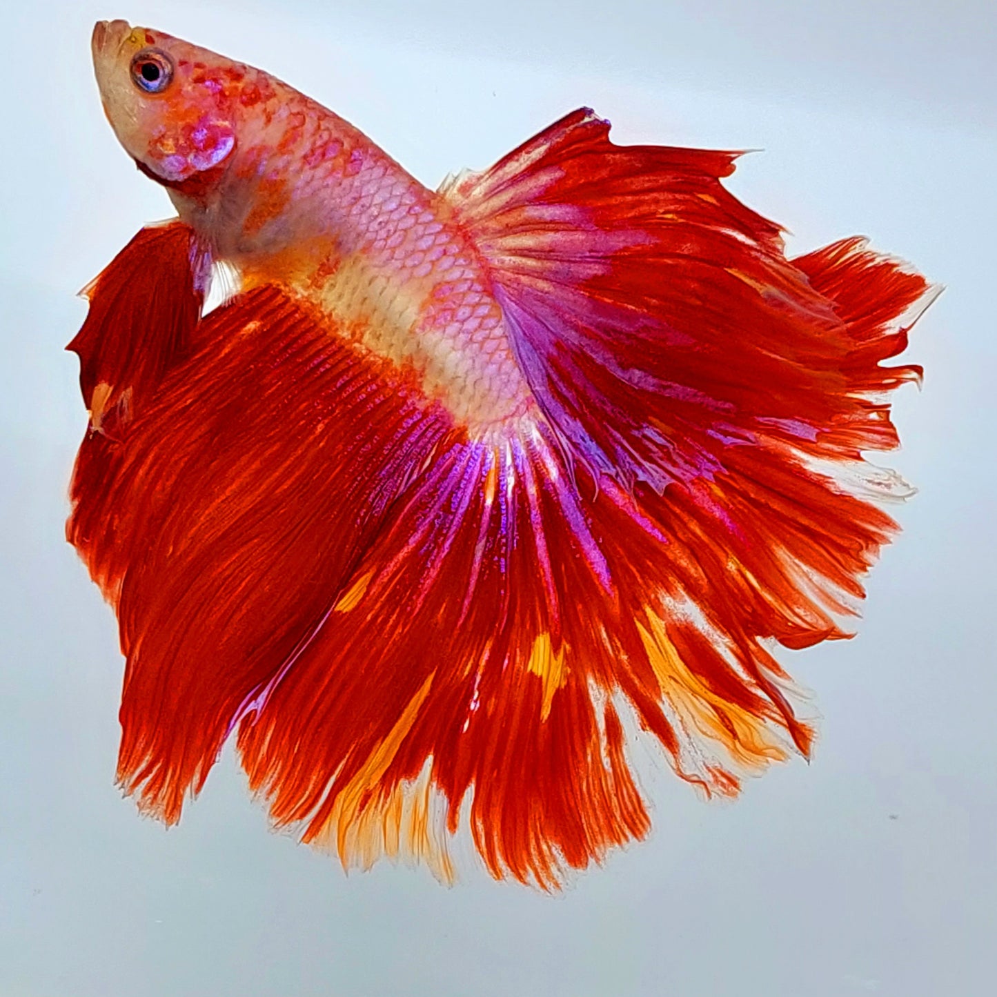 Koi Rosa Media Luna Macho