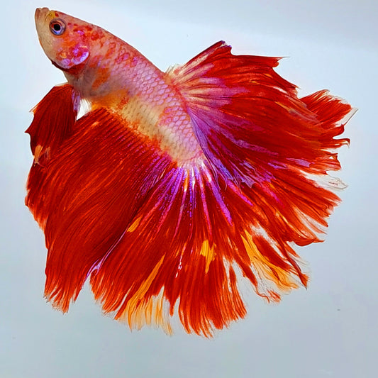 Koi Rosa Media Luna Macho