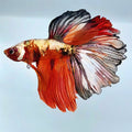 Multicolor Copper Candy Rosetail Halfmoon Male
