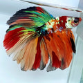 Multicolor Galaxy Halfmoon Male