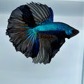 Black Orchid Halfmoon Male