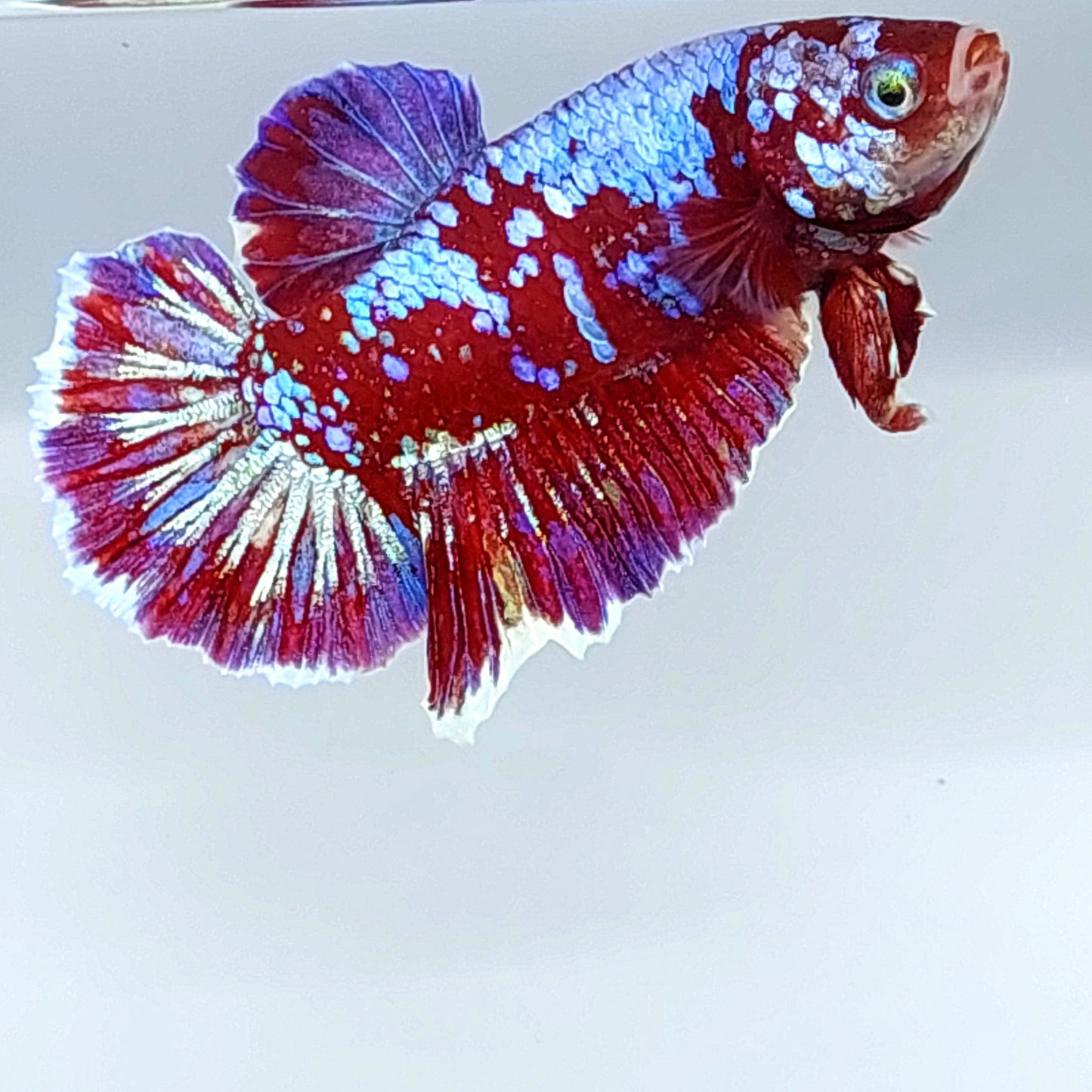 Multicolor Koi Púrpura Galaxy HMPK Macho